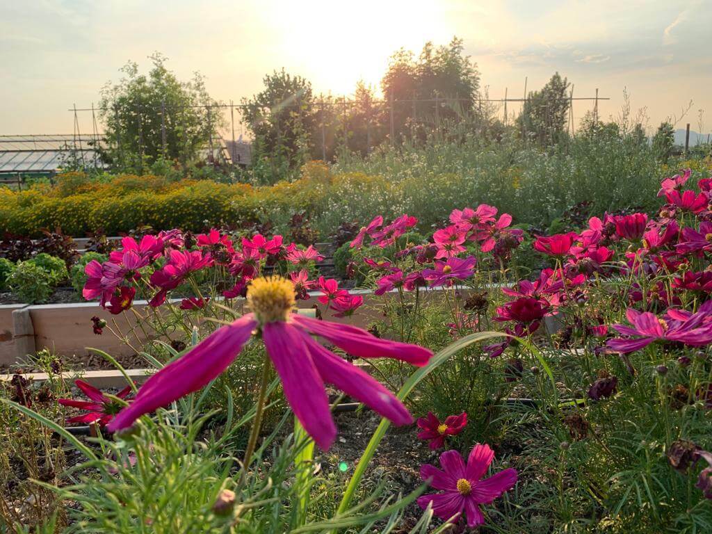 sunset flower garden